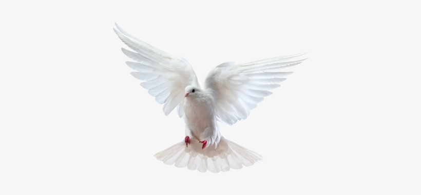 "there's A Dove From Above To Deliver All My Love" - Pomba Branca Voando Gif, transparent png #525277