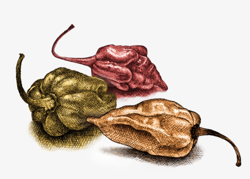Peppers, transparent png #525653