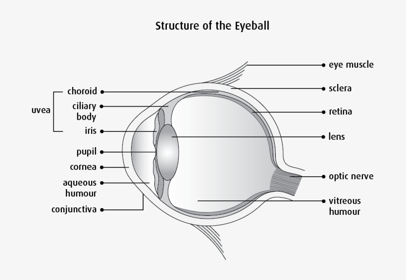 Graphic Of The Structure Of The Eyeball - Diagram, transparent png #525849