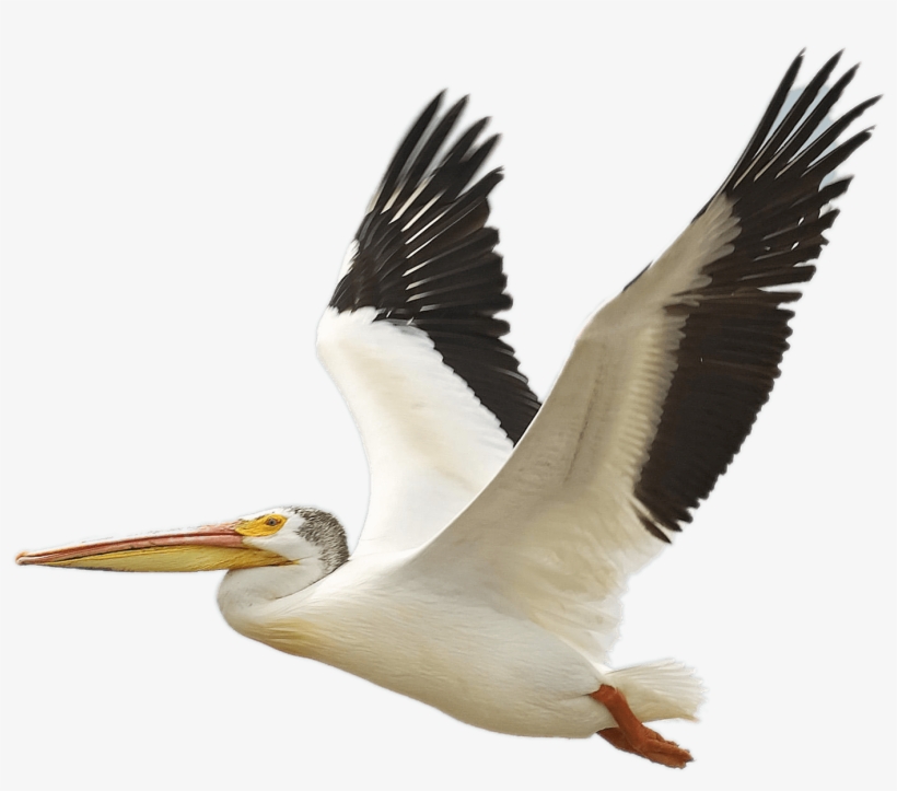 Flying White Pelican - Pelican, transparent png #528858