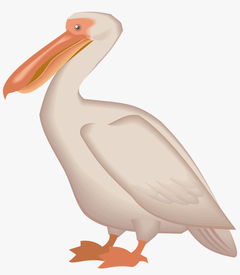 Pelican Png - Пеликан Png, transparent png #529106