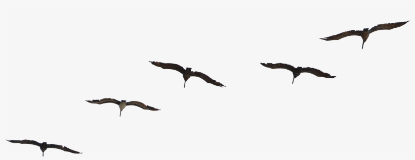 Flying Pelican Png Free Download - Birds Flying Psd Free, transparent png #529241