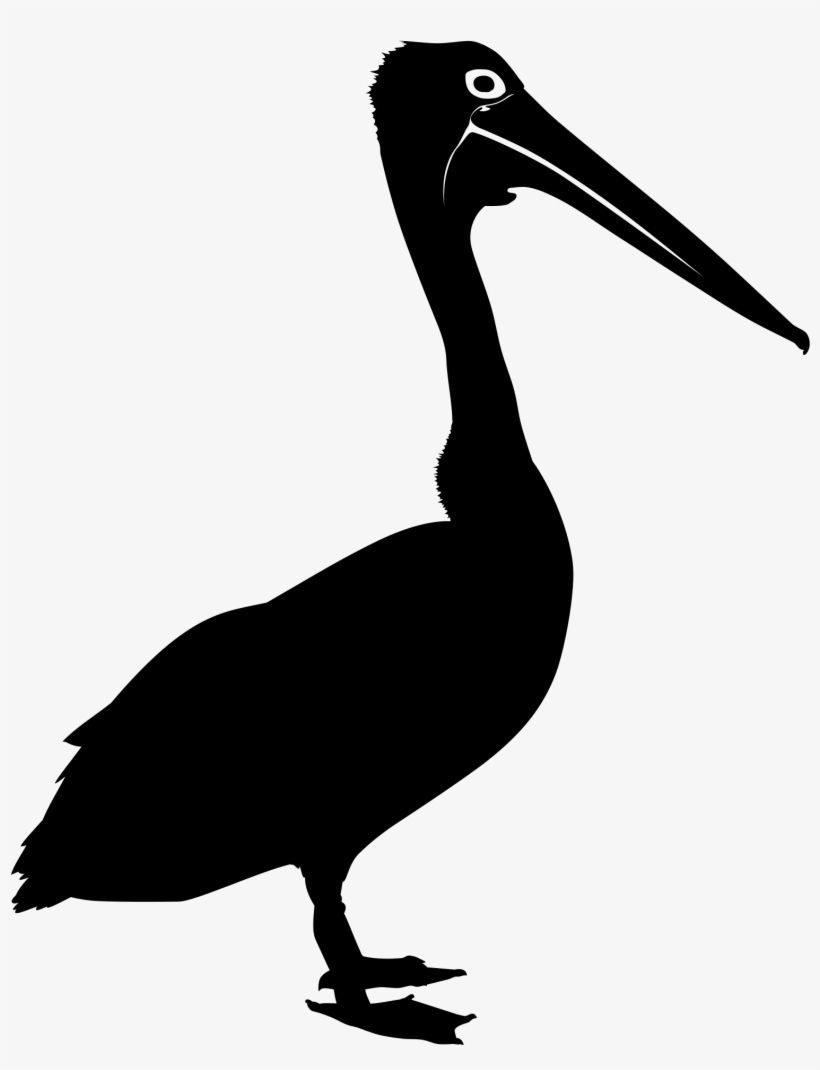 Australian Pelican Kioloa Silhouette - Pelican Silhouette Png, transparent png #529260