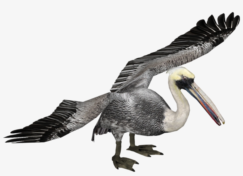 Peruvian Pelican 2 - Wiki, transparent png #529282
