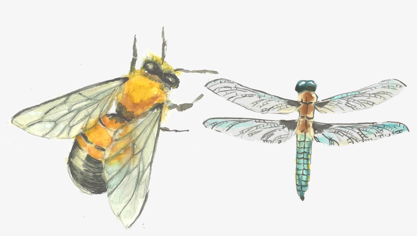 Drawing - Net-winged Insects, transparent png #529287