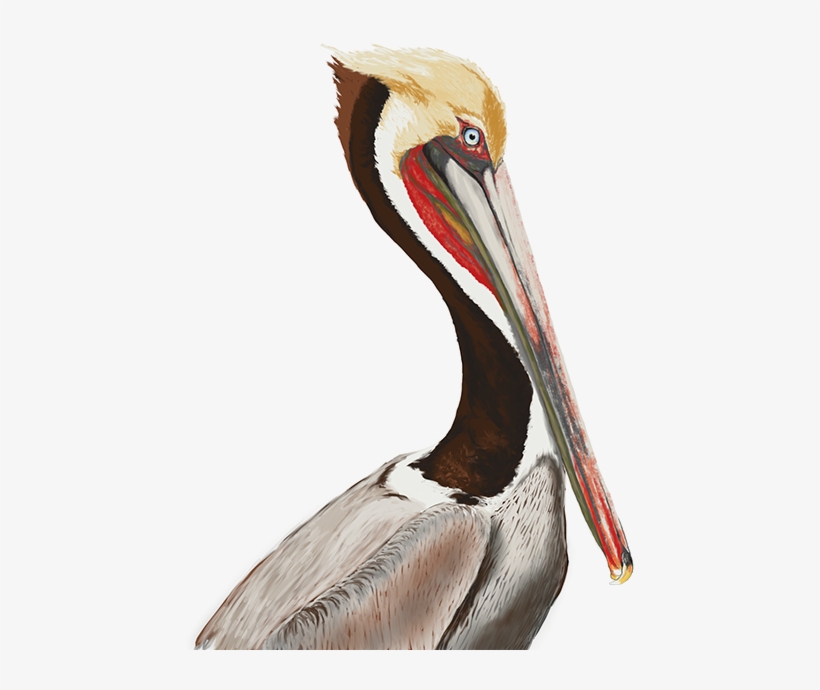 Brown Pelican, Photoshop Painting - Brown Pelican, transparent png #529416