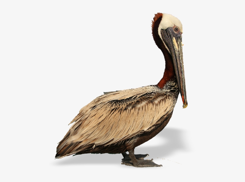 Pelican Bay State Prison, transparent png #529431