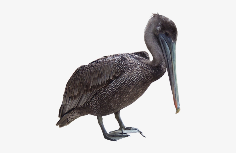 A Gray Pelican With Long Beak Who Can Tell You About - Brown Pelican, transparent png #529476