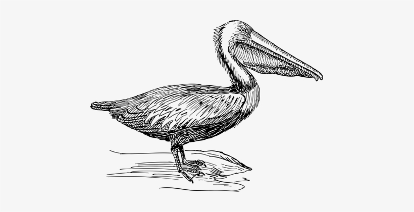 Bird Mammal Pelican Water Waterbird Pelica - Brown Pelican Clipart Black And White, transparent png #529563