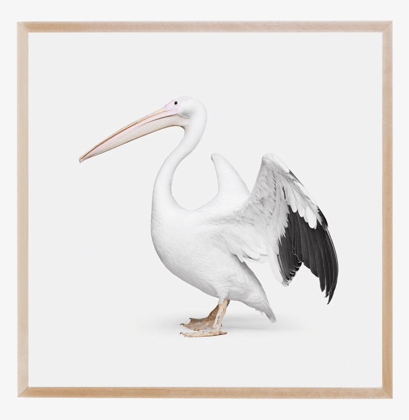 Gallery Mid Gallery Mid - East Urban Home 'african Pelican Ii' Photographic Print, transparent png #529779
