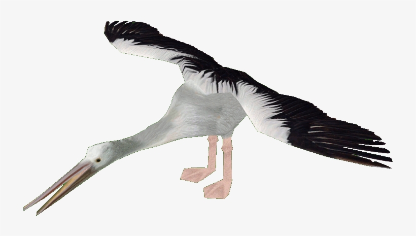 Australian Pelicandd - White Stork, transparent png #529908