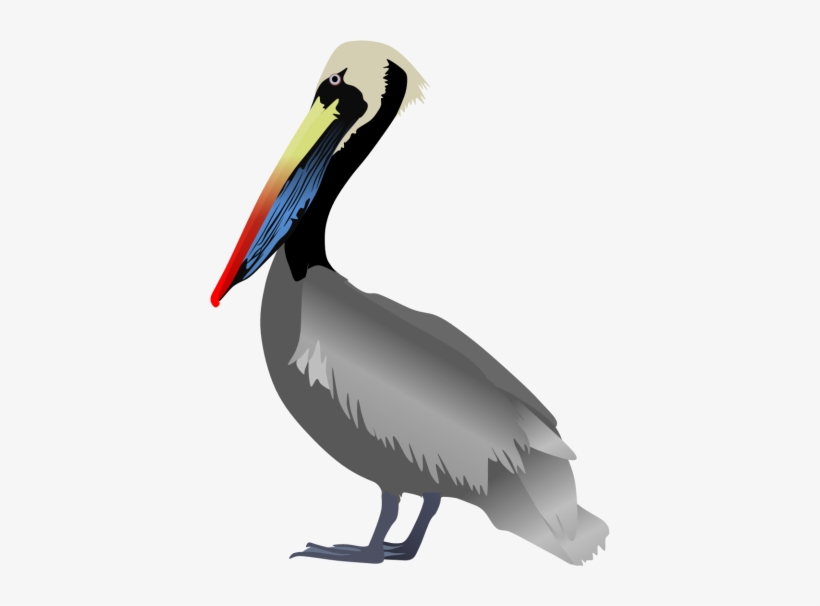 Peruvian Pelican Pictures Png Images - Peruvian Pelican, transparent png #529952