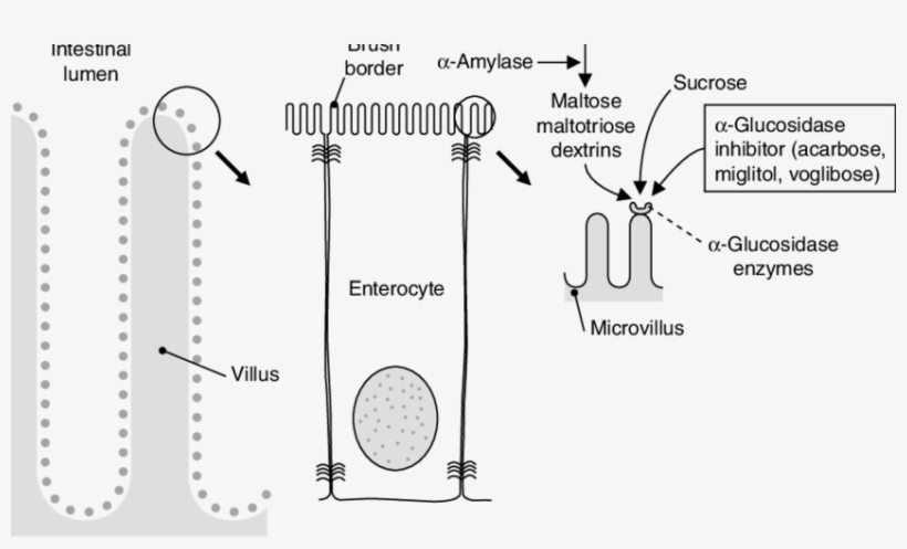 Α Glucosidase Inhibitors Competitively Inhibit The - Alpha Glucosidase Inhibitors Acarbose And Miglitol, transparent png #5200756
