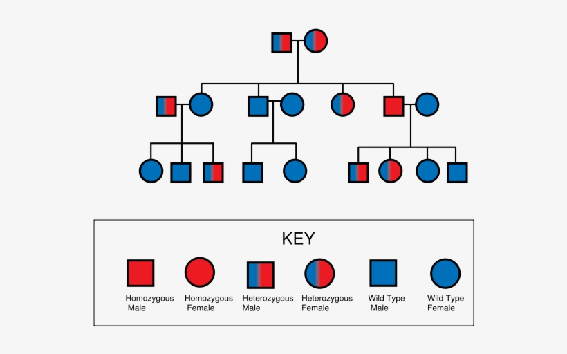 Pedigree Chart For Thalassemia, transparent png #5204423