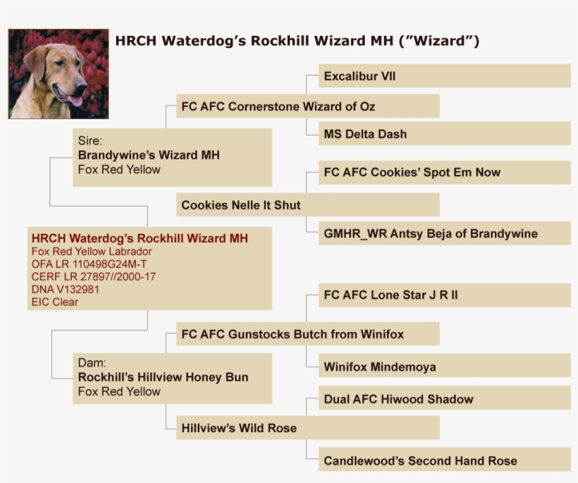 Certificate Of Pedigree - Galgo Español, transparent png #5205504