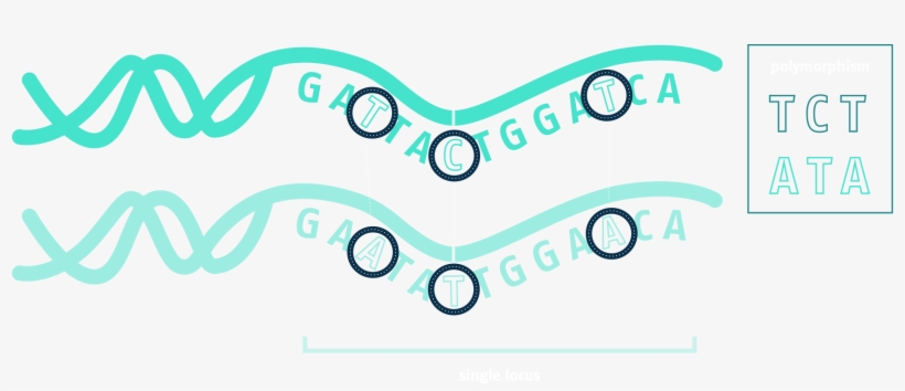 Zoom Image, transparent png #5205559