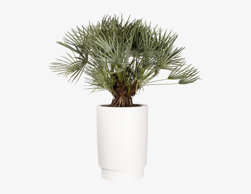 Home > Collection > Pure Grade High - Elho Vaso Pure Grade High 47 Bianco - Elho, transparent png #5207633