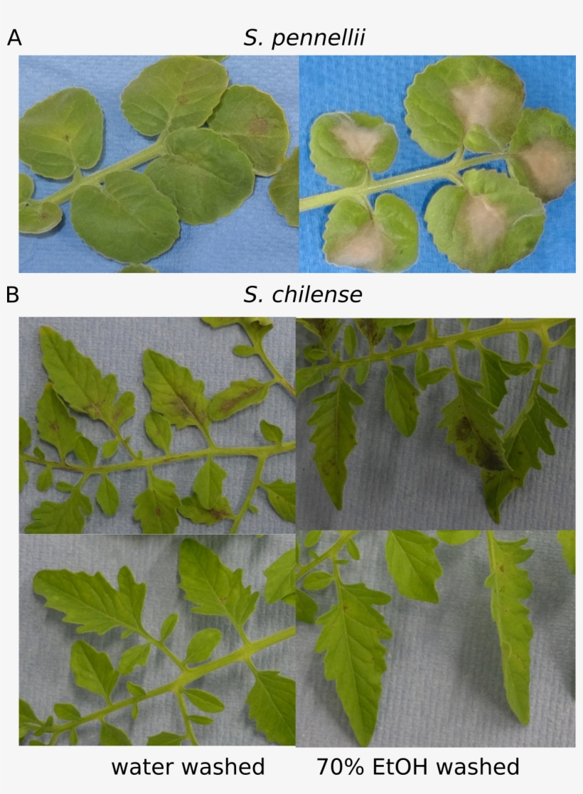 Surface Sterilisation - Slippery Elm, transparent png #5207948