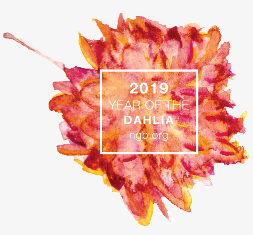 Year Of The Dahlia - Daisy Family, transparent png #5209127
