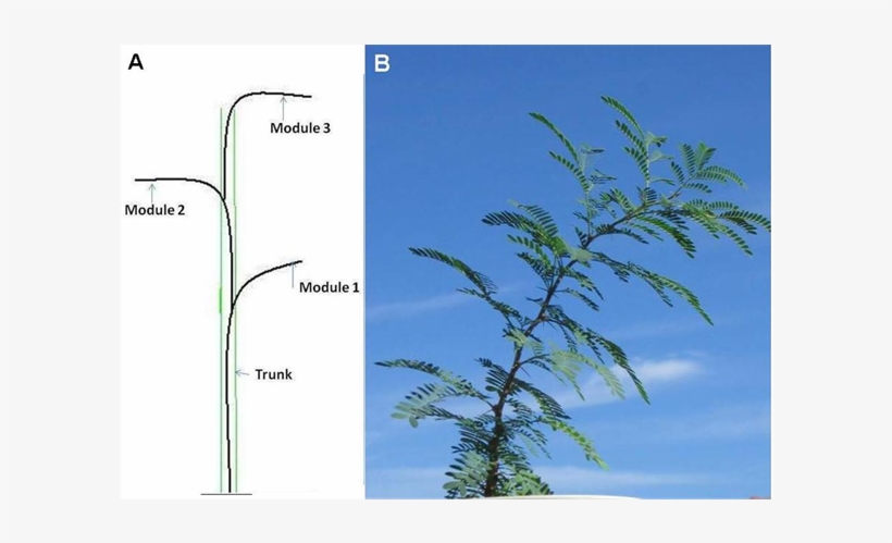 Troll's Tree Model - Pond Pine, transparent png #5209883