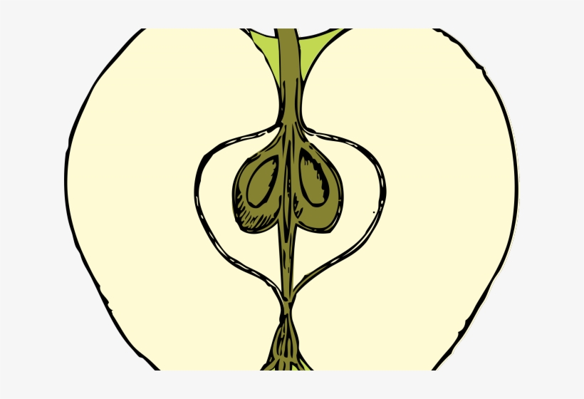 Tree Clipart Cross Section - Dibujo De Manzana Cortada, transparent png #5210166