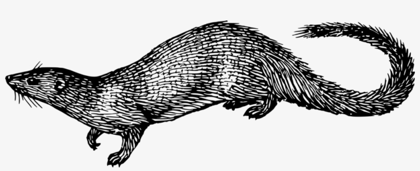 Mongoose-drawing - Mongoose Drawing, transparent png #5212900