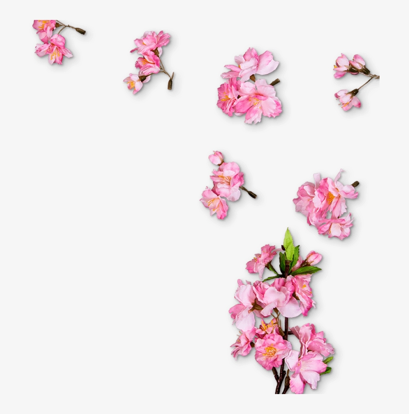 Montesa - - Pink Divider Transparent Cherry Blossom, transparent png #5213207