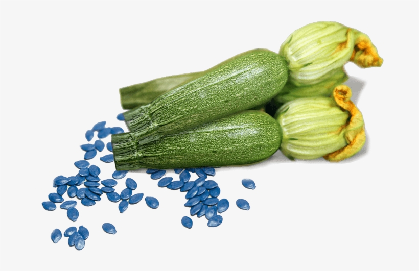 Zucchini Flowers For Sale - Zucchini, transparent png #5214783