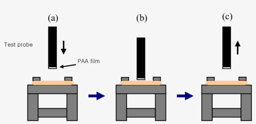 Process Of The Mucoadhesive Test By The Texture Analyzer - Mucoadhesion, transparent png #5220211