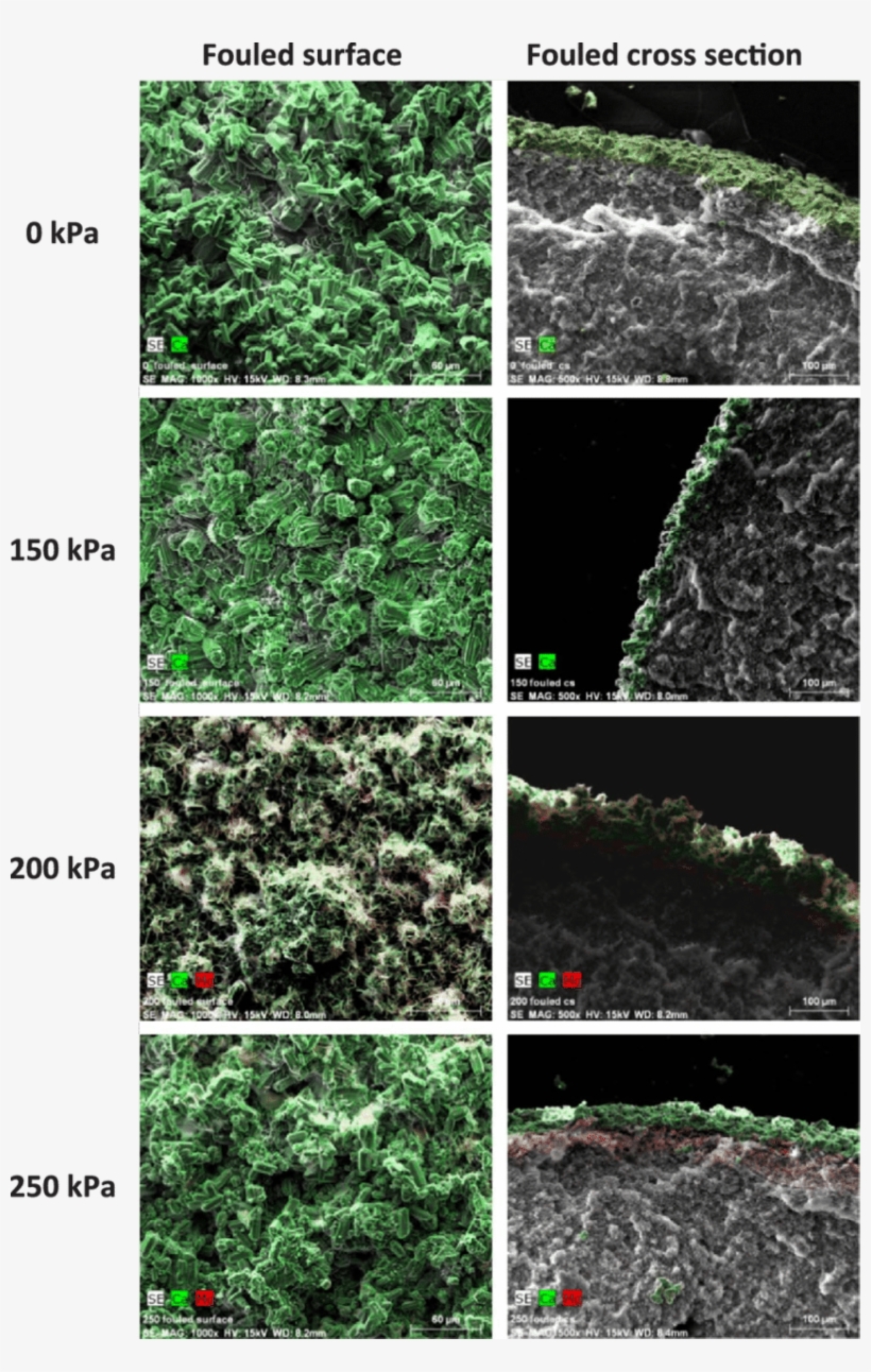 Sem/eds Images Of Membrane Surfaces And Cross Sections - Vmdc, transparent png #5221660