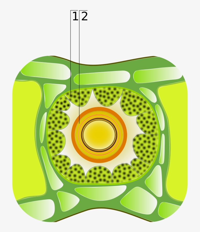 Cross Section Of A Leaf - Wikimedia Commons, transparent png #5222342