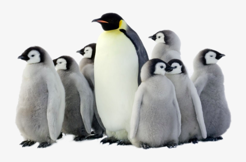 Penguin Png Pic Penguin Parade 2017 Wall Calendar By Brush Dance