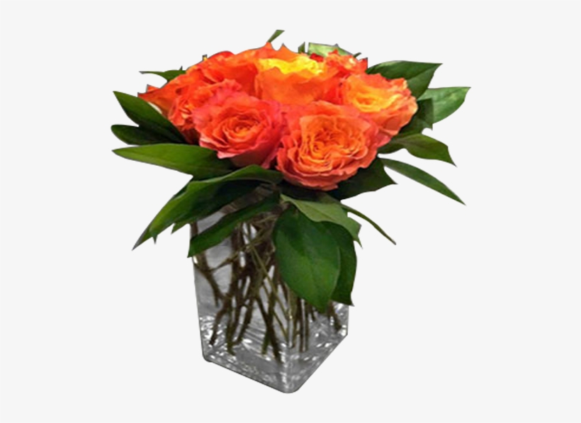 Orange Rose Delight - Garden Roses, transparent png #5225155