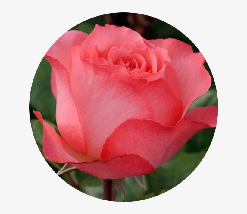 June - Rose - Rose, transparent png #5225342
