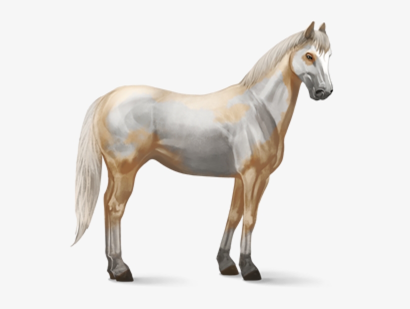 Horse Png Free Image Download - Look After A Horse, transparent png #5226190