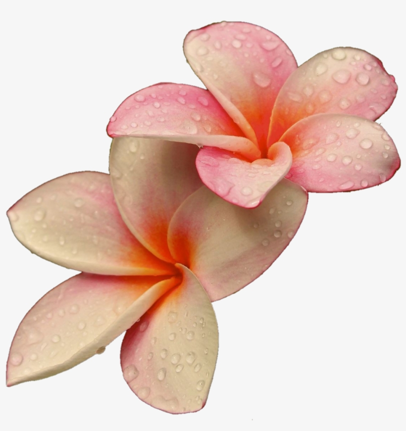 Png Flowers Flower Lovely Rajon - Rare Unique Beautiful Flowers, transparent png #5226254