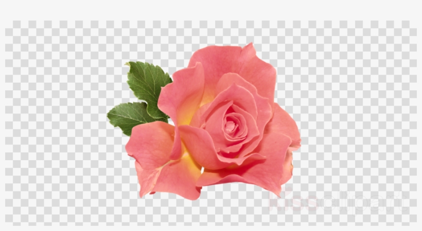 Orange Rose Png Clipart Rose Clip Art - Indian Political Party Symbol Png, transparent png #5226255