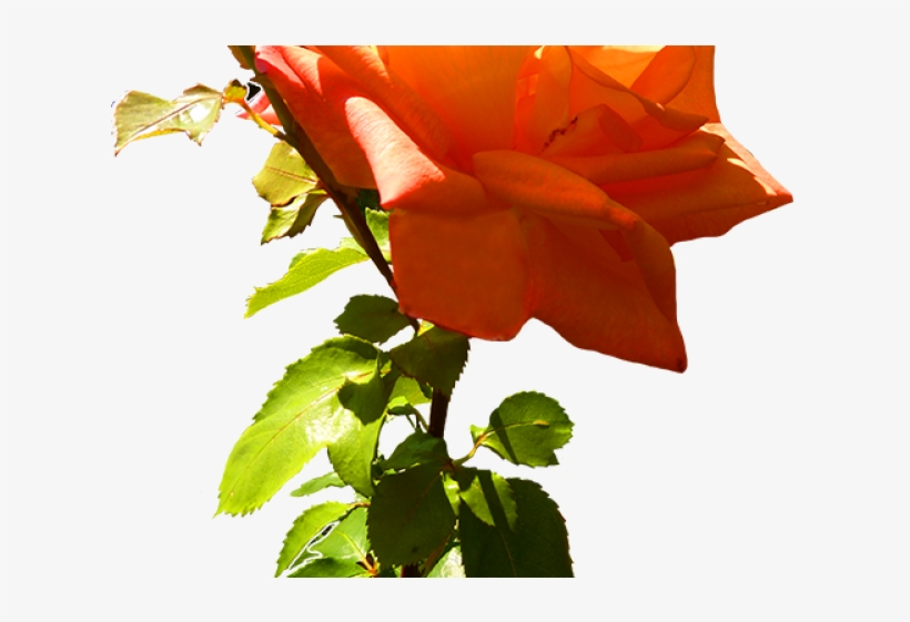 Yellow Rose Clipart Orange Rose - Clip Art, transparent png #5226306