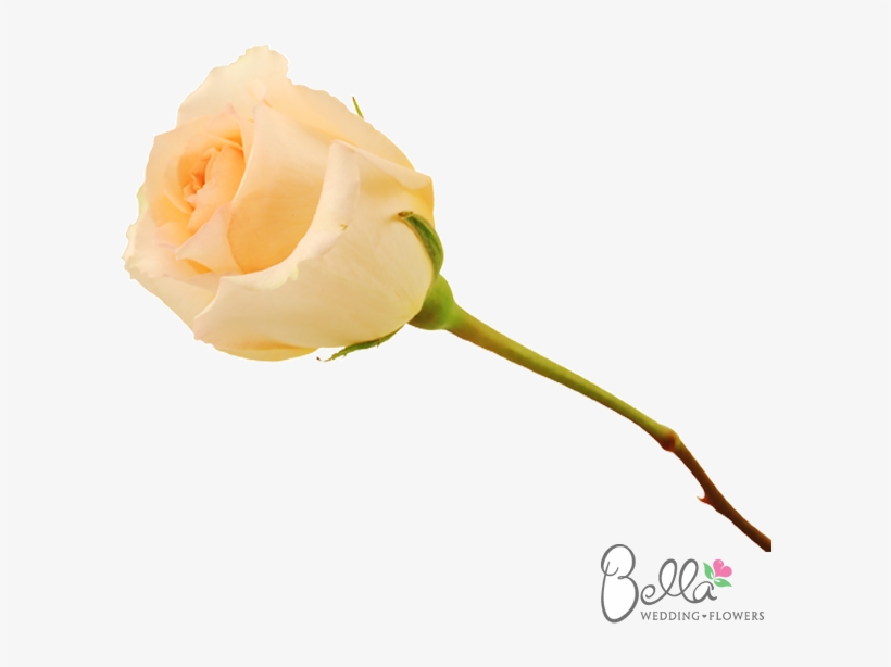 Versilia Are A Gorgeous Variety Of Peach Rose And One - Wedding, transparent png #5226310