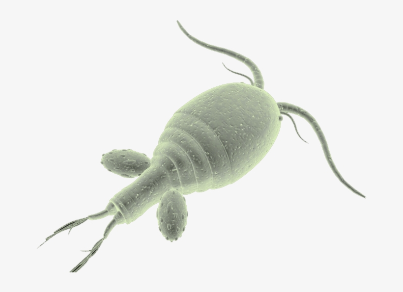 Parasite - Intestinal Parasite Infection, transparent png #5230474