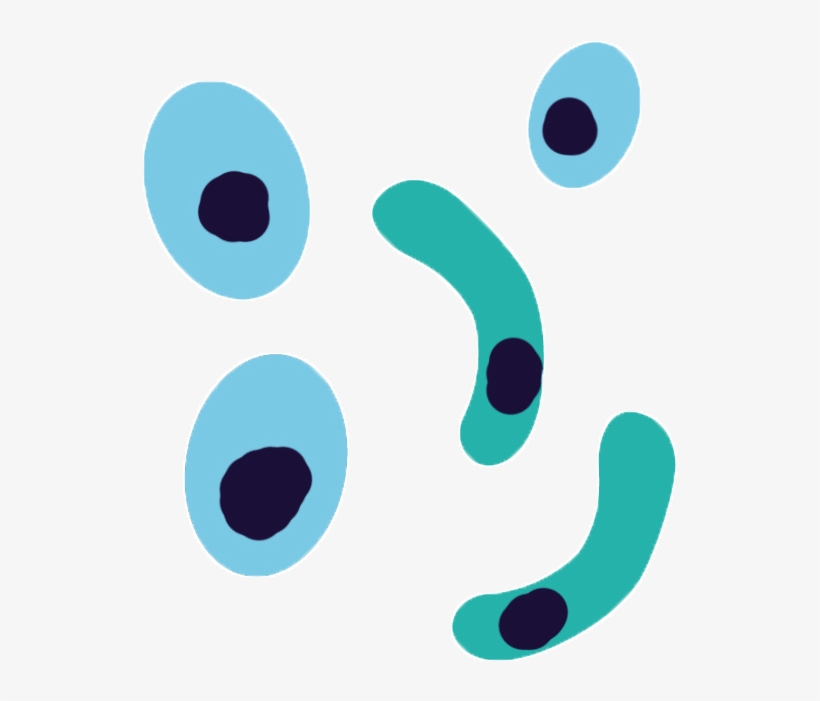 Plasmodium Falciparum Antibodies - Plasmodium Falciparum Png, transparent png #5230573