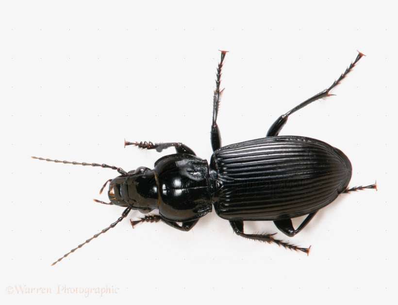 Black Beetle Png File - Black Ground Beetle Uk, transparent png #5230934