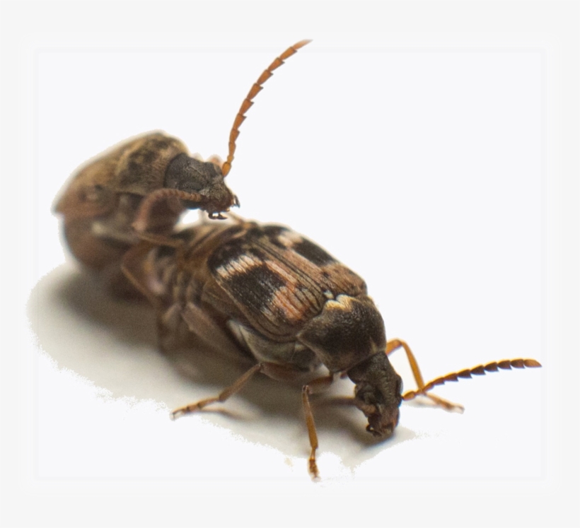 Pics\wut 6874 Copy Edited - Net-winged Insects, transparent png #5232002