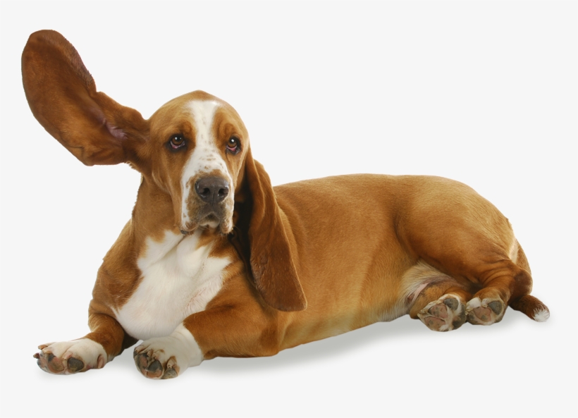 Have You Heard - Basset Hound Colores Rojo Y Blanco, transparent png #5238716