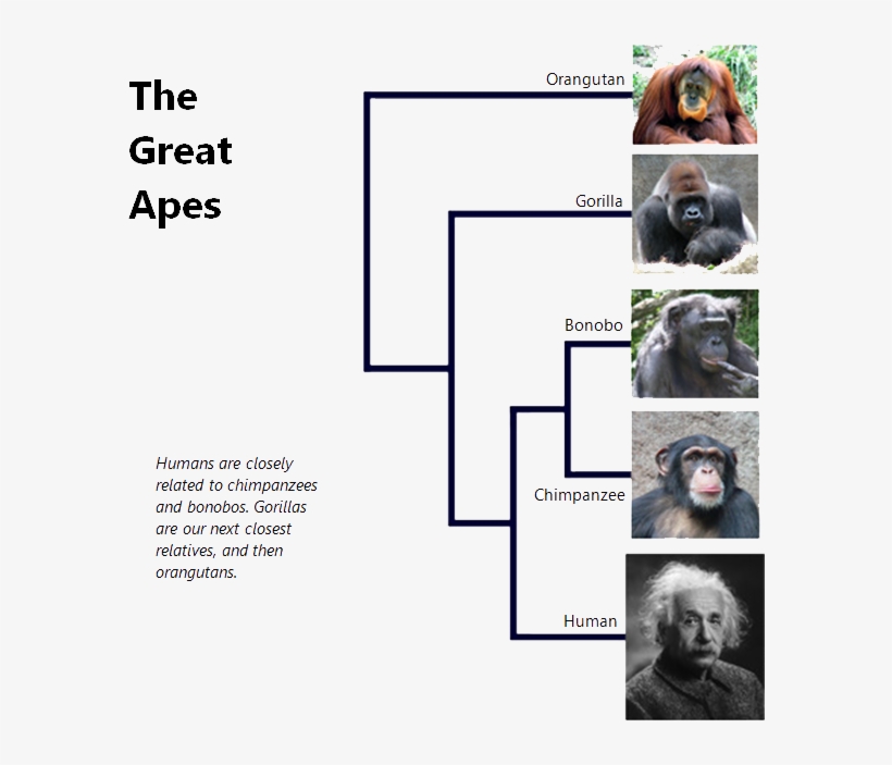 The Great Apes - Phylogenetic Tree For Great Apes, transparent png #5243638
