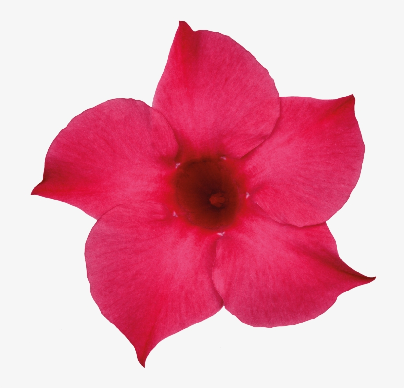 Sundaville Pink - Rocktrumpet, transparent png #5245509