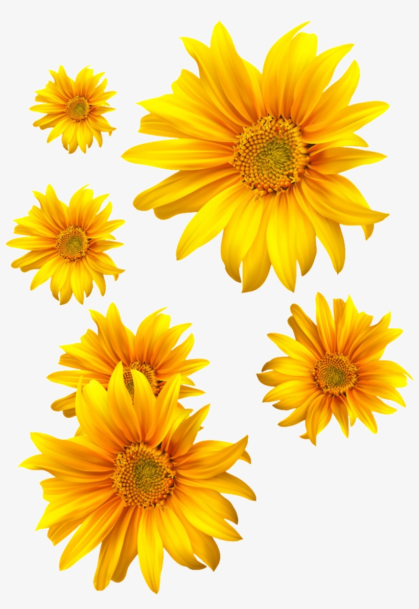 A Golden Yellow Sunflower With Transparent - 向日葵 矢量, transparent png #5246060