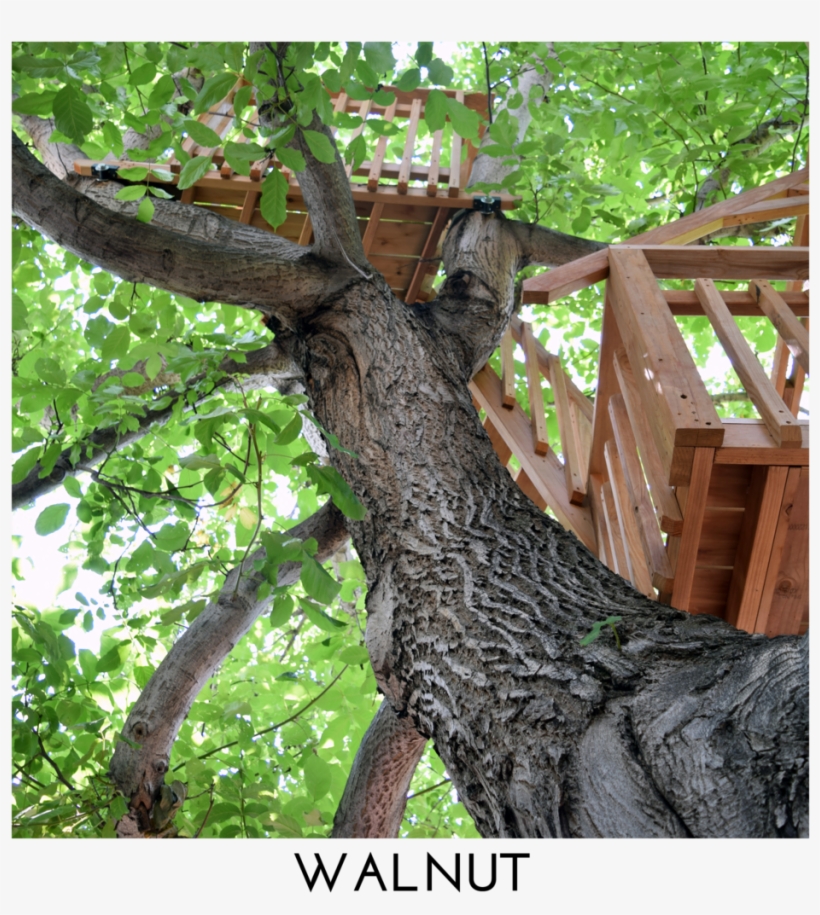 Walnut Square Title - The Walnut, transparent png #5249235