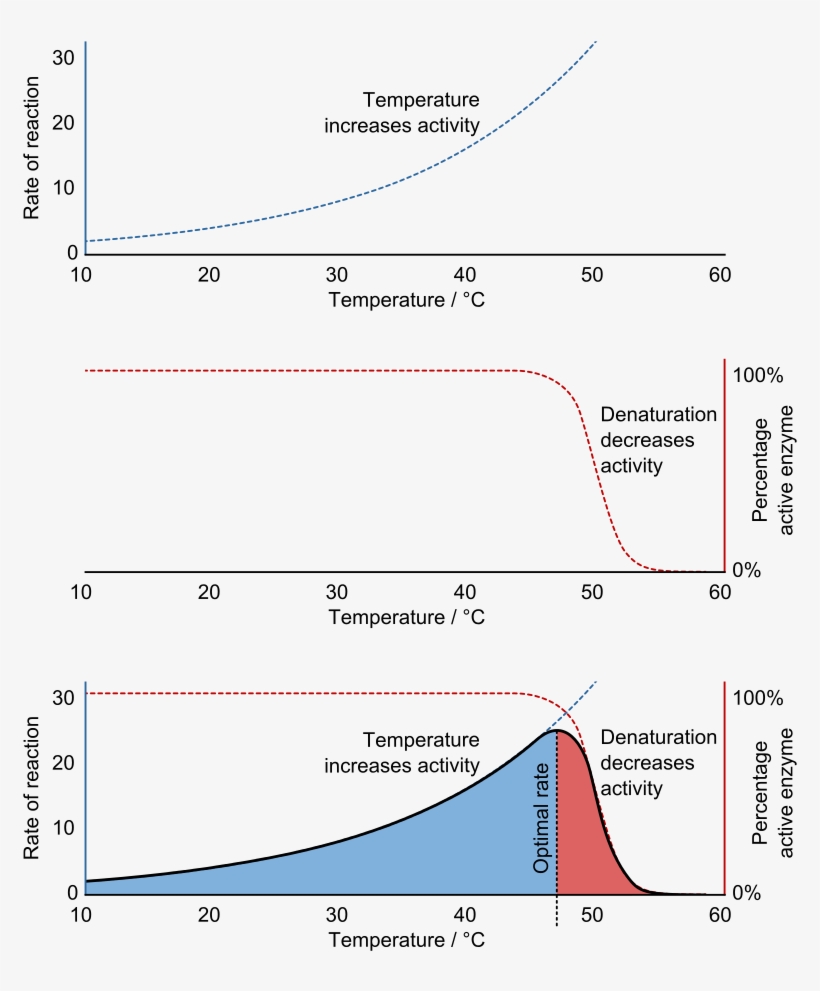 Figure \ - Effect Of Temperature On Muscle Contraction Graph, transparent png #5254919