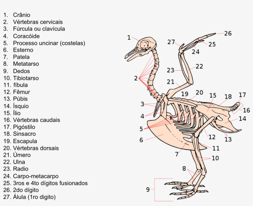 Esqueleto - Bird Skeleton, transparent png #5255225
